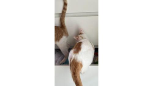 引き出しにいる猫たち