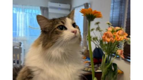 花と猫
