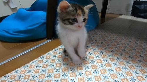 座る子猫