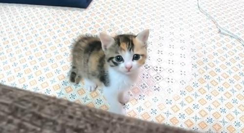 上を見る子猫