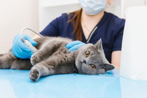 検査中の猫