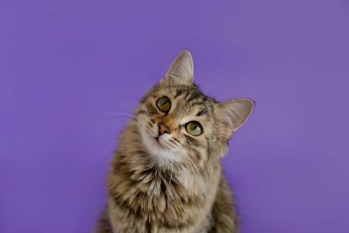 首をかしげる猫