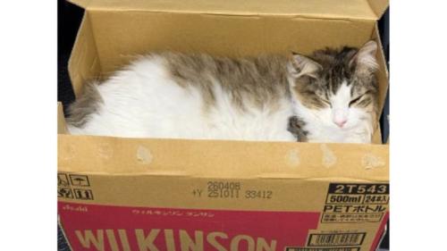 室内にいる猫