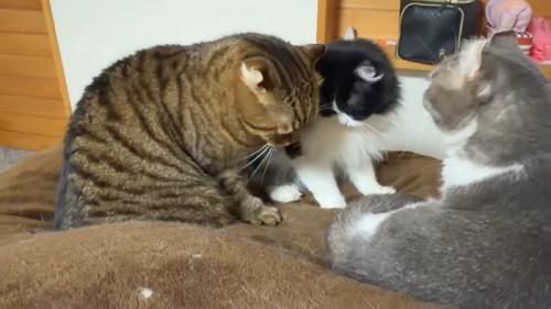 ベッド上の3匹