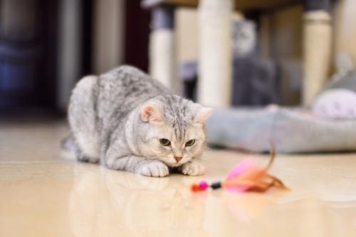 おもちゃをロックオンする猫