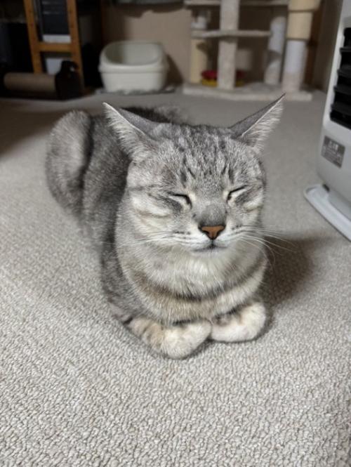 眠る猫