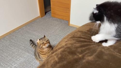 見上げるつむぎくん
