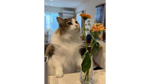 花と猫