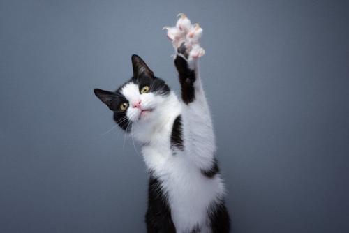猫の爪