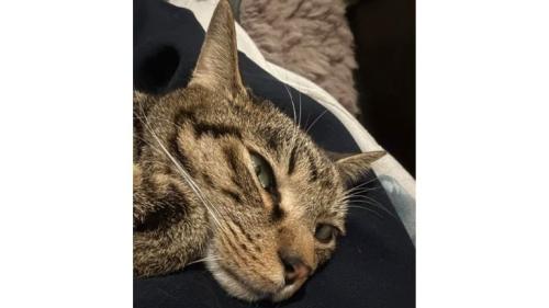 くつろいでいる猫