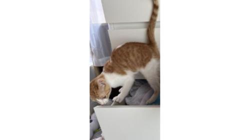 引き出しにいる猫たち