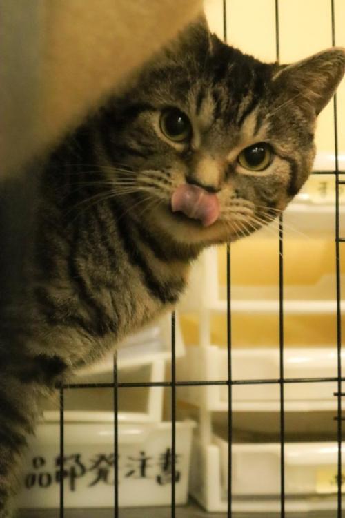 鼻をなめる猫