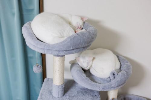 キャットタワーで別々に寝る猫たち