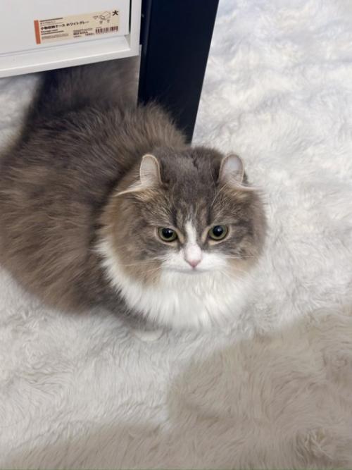 お座りする猫