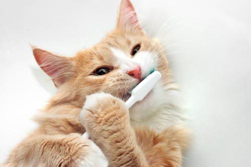 歯磨きする猫