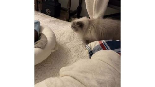 猫と赤ちゃん