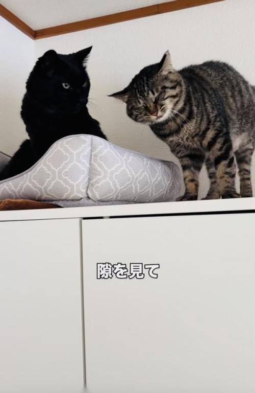 黒猫にスリスリしようとするキジトラ猫
