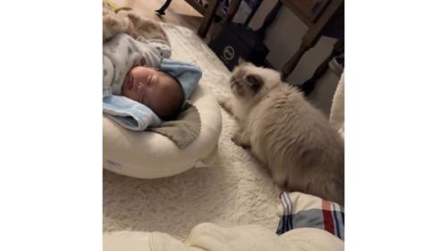 猫と赤ちゃん