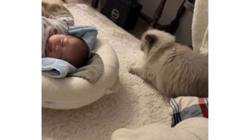 猫と赤ちゃん