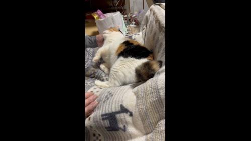 さらに甘えるミケ