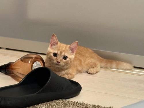 お座りする猫
