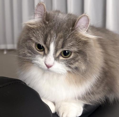 猫の顔