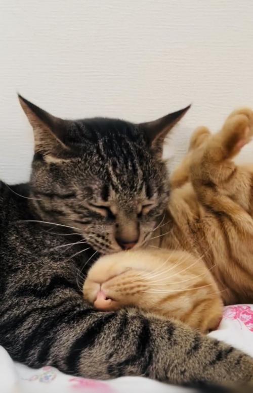 茶トラ猫をグルーミングするキジトラ猫