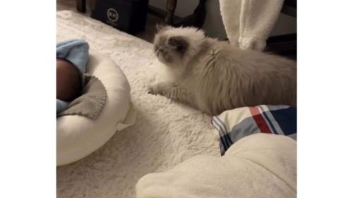 猫と赤ちゃん