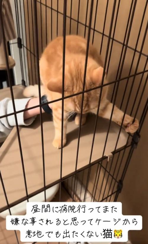 抵抗する猫