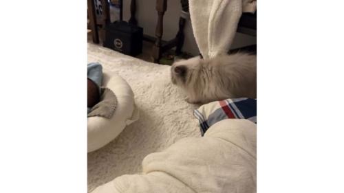 猫と赤ちゃん