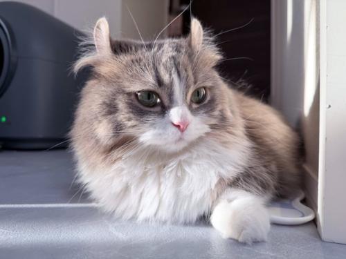 横を見る猫
