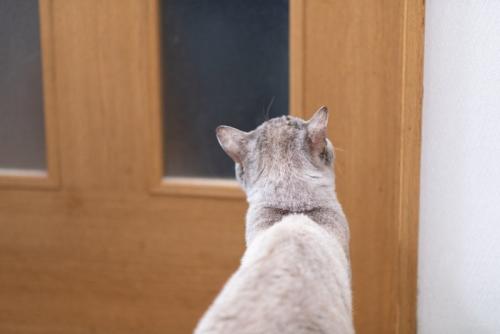 ドアの前で出待ちする猫
