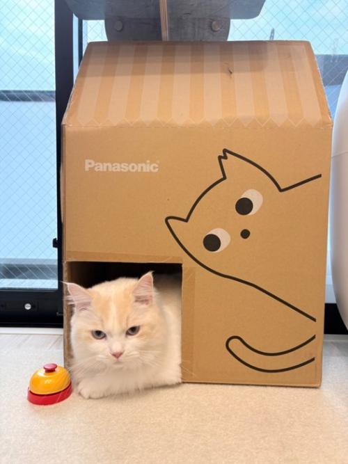 猫用ハウスに入っている猫