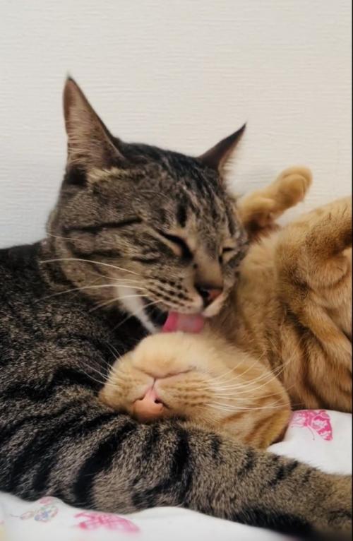 茶トラ猫をグルーミングするキジトラ猫