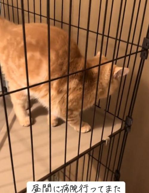 耐えきった猫