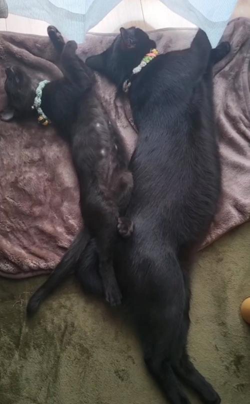 横に並んで眠る猫