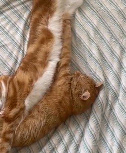 茶白猫のお腹に腕をくっつけて眠る茶トラ猫