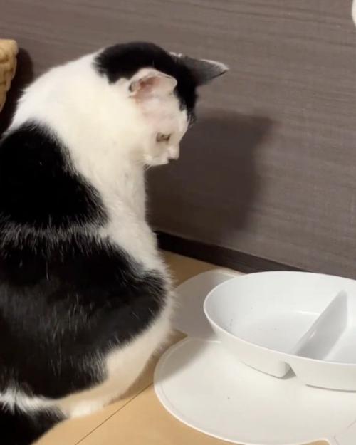 見つめる猫