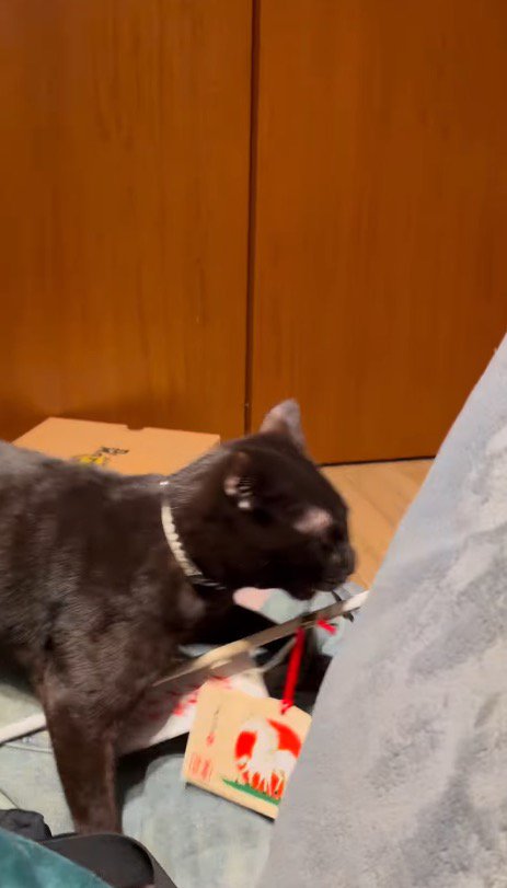 破魔矢を咥えてキッチンの方へ向かう猫