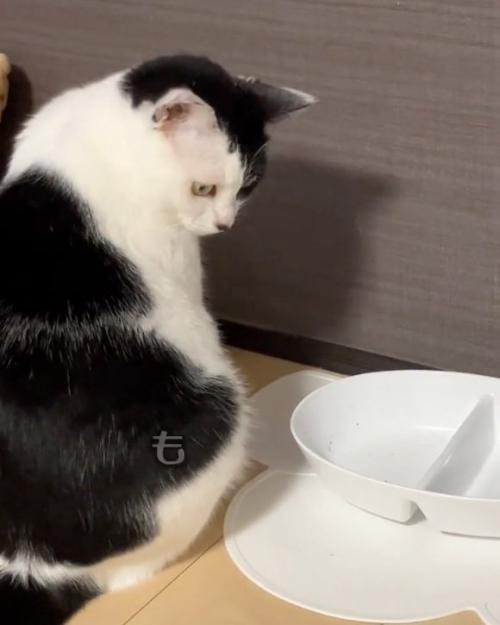 俯く猫