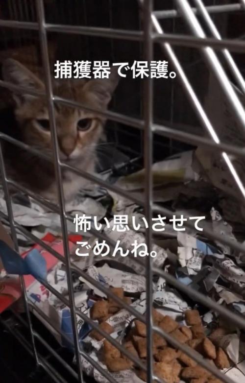 捕獲器で保護