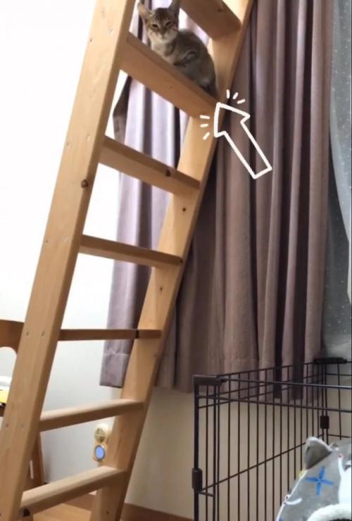 遠くから見つめる子猫