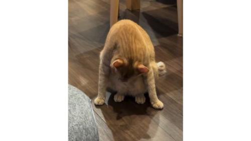 毛づくろいしている猫