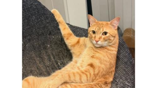 くつろいでいる猫