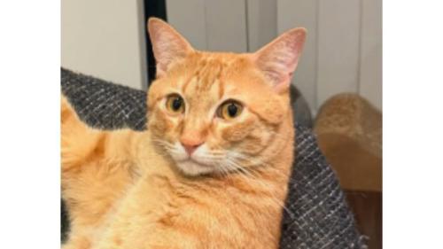 くつろいでいる猫