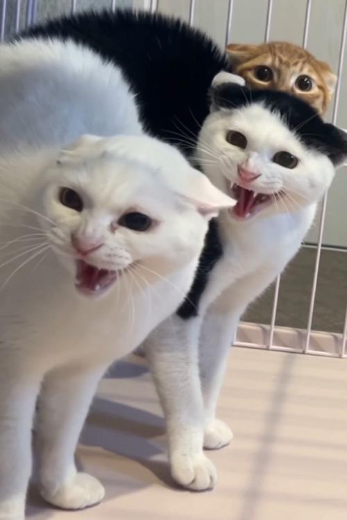 シャーする猫たち