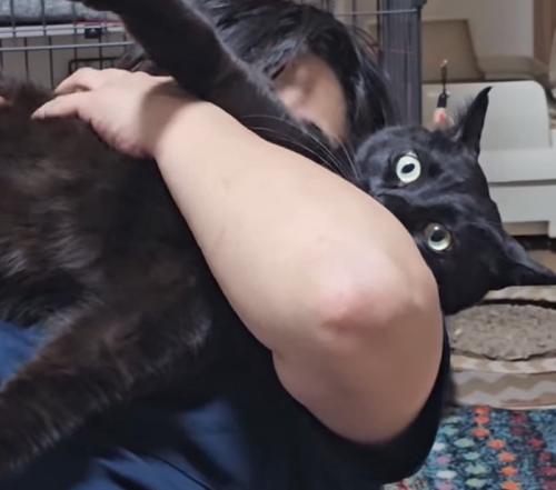 目を見開く猫