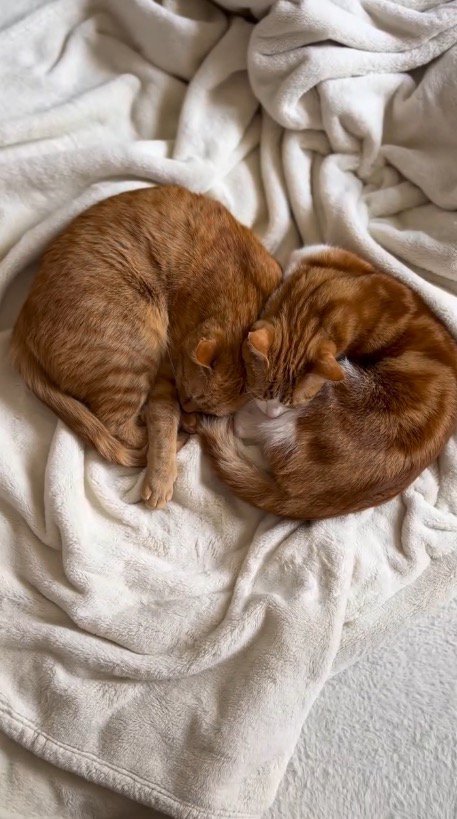 ハートのような形になって寄り添いながら眠る2匹の猫