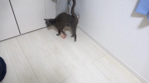 足にスリスリ