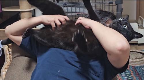 暴れる猫